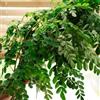 Generic semi moringa - semi da giardino interni resistenti per giardino, da balcone resistenti 200pcs