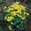 Generic semi di calendula palustre - mini laghetto Caltha palustris - prodotti sostenibili giardino semi to vecchie varietà selvatiche 20pcs