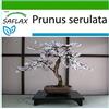 SAFLAX - Ciliegio del Giappone/Sakura - 30 semi - Con substrato - Prunus serulata