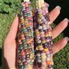 Generic mais arcobaleno - mais dolce semi di per aiuole rialzate arcobaleno da giardino resistenti Coltivazione di rampicanti Acquista invernali 60semi