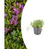Plantenboetiek.nl Thymus serpyllum | 6 pezzi - 10-25cm - Ø9cm - Pianta da giardino