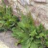 Generic Semi di piantaggine - perenni Piantaggine lanceolata - rare semi di da giardino roccioso resistenti balcone giardino aromatiche 200pcs