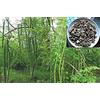 Generic Germinazione I Semi: 30+ Moringa oleifera Semi Bacchetta Albero:Grani