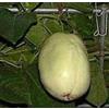 Generic 10 Granadilla semi di gigante 2640 (Passiflora quadrangularis)