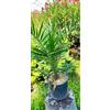Vivai Piante Ferretti Palma delle Canarie - Phoenix Canariensis pianta alt. 80/100 cm