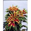 Generic Amaranthus Tricolor Perfecta Annual Confezione da 100 semi
