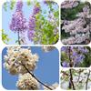 Generic semi di paulonia in vendita, interno acquisto paulownia, paulownia tomentosa, giardino resistente, 400pcs
