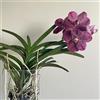Generic Semi di orchidea Vanda - esotici da giardino rare perenni appartamento recisi 20pcs
