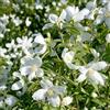 le Georgiche Vivai le Georgiche - Pianta vera di Philadelphus Silberregen Philadelphus 'Silver Showers' Filadelfo, Fior d'angelo - vaso Ø 18 cm