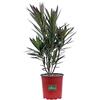 eGarden.store Pianta di Oleandro Pianta di Nerium Oleander pianta da esterno pianta da giardino pianta da fiore pianta ornamentale di Oleandro pianta vera venduta da eGarden.store (Jannoch v.17 cm)