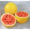 Generic Giallo Oro israeliana Nano Anguria Citrullus lanatus 5 Semi Freschi * Selten!