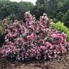 le Georgiche Vivai le Georgiche - Pianta vera di Weigela florida Colourtwist® Trilogy Weigela florida 'Vukozgemini' - vaso Ø 18 cm - altezza alla vendita 20-30 cm