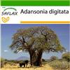 SAFLAX - Baobab africano - 6 semi - Con substrato - Adansonia digitata