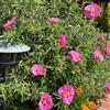 Generic semi di cisto vecchie varietà biologici perenni resistenti in rialzate per il pieno sole da giardino balcone vere 100pcs