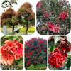 Generic semi di corallo - cespuglio di corallo - arbusti crescita rapida Erythrina crista-galli verdi, decorazione giardino esterno, resistenti 25pcs