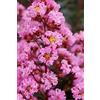 Vivaio di Castelletto Lagerstroemia indica Rosa Rosea Pac pianta in vaso ø17 cm Vivaio di Castelletto
