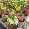 Generic semi spine di Cristo - Euphorbia milii semi giardino decorazione sala essere resistenti primavera, 300pcs