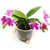 POWERS TO FLOWERS - ORCHIDEA PHALAENOPSIS PROFUMATA, LIODORO, LOVE POTION, Pianta Vera