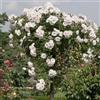 generico AMDGarden Pianta Rosa Ice Meillandecore Alberello Bianca Meilland Piangente in Vaso 24 cm per Esterni