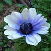 Generic Anemone, molto resistente Anemone rizoma colori misti-20 Bulbis,E