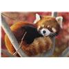 OUSIKA Puzzle con stampa panda rosso, 1000 pezzi, in legno, idea regalo per adulti, famiglia, matrimonio, laurea, versione verticale