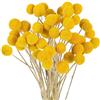 Asyduey Boccioli di BillyBalls Essiccati Fiori Essiccati di Craspedia Fiori Secchi Fake Silk