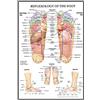 LYFWIN Riflessologia di Il Piede Poster & Stampe Piede Agopuntura Grafico Tela Parete Arte Plantare Acupoint Dipinti Ufficio Decorazioni Immagine 50x70cmx1 No Cornice