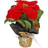 Aurora Store Piantina Poinsettia Stella di Natale con Vaso Decorazione Natalizia Fiorellini Fiore Pianta Artificiale Finta con Sacco Carta Stelle di Natale h. 45cm Fiori