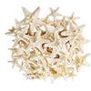 SKYPRO 10 stelle marine marine naturali, 5-7 cm, perfette per decorazioni per feste, decorazioni per la casa, ornamenti natalizi, acquari di pesce e progetti artigianali