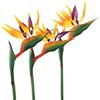 HAOSHICS 3 fiori artificiali per uccelli celesti, finti uccelli del paradiso Strelitzia, piante in finta seta, per casa, ufficio, matrimonio, decorazione Centerpeice (grande, giallo)