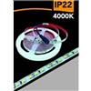 Generic STRISCIA LED 2835 STRIP 5MT BOBINA LUCE 3000K 4000K 6500K BLU IP22 2835-12V