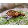 Teich Schnecken & Muscheln Schnecken 5 X chiocciola di Tartaruga - Melanoides granifera/Il detergente Vivente per Pavimenti in Acquario! + 1 X NH chiocciola 10 G