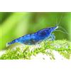Garnelen Garnelio - Blue Dream