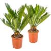 Bloomique - Set di 2 - Cycas Revoluta - Palma della Pace - Palma Sago - Palma da Interno - Molto Facile da Curare - Altezza 30-40 cm - Vaso 12 cm