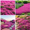 Carpet Creeping 19996+USA PERMIUM Creeping Timo Semi per Piantare Outdoor - Tappeto magico perenne Copertura del terreno Semi di piante Non OGM cimelio