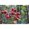 PRGA 1 PIANTA di Rosa Canina FRUTTO Ricco di VITAMINA C