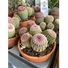 Vivaio Garden Forest - Echinocereus rigidissimus var. rubrispinus - pianta grassa vera da esterno, cactus arcobaleno, fiori rosa-rossi, pianta grassa vera, coltivazione facile, foto reali
