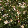 Vivaio di Castelletto Camelia rosa Camellia sasanqua pianta sempreverde a cespuglio in mastello 50 litri h. 200 cm FOTO REALI Vivaio di Castelletto