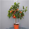 SAVINI VIVAI L'ARTE DI FARE NATURA SAVINI VIVAI Pianta di Arancio Albero di Agrumi Arancio Amaro Corrugato in Vaso da 20 cm Altezza 70 cm 2-3 Anni di innesto Made Italy