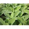 le Georgiche Salvia officinalis latifolia "Maxima" (Salvia a foglia larga) [Vaso Ø14cm]