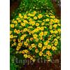 SmartMe Bur Calendula - Golden Eye - 80 semi - Bidens Aurea - Cestino sospeso Varietà