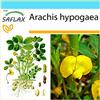 SAFLAX - Confezione regalo - Arachide - 8 semi - Arachis hypogaea