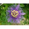 Generic Passiflora incarnata 5 Semi Passiflora incarnata