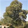 le Georgiche Vivai le Georgiche - Pianta vera di Celtis australis - altezza alla vendita 80-100 cm