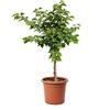 KENTIS - Alberello di Albicocco Nano - Prunus Armeniaca - Piante Vere da Esterno - Pianta da Frutto da Giardino - Vaso Ø 24 cm