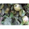 Generico SOLANUM MURICATUM, Pianta di Melone Pepino, vs16, frutto Pepino