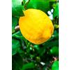 eGarden.store Albero di Limone Sfusato Amalfitano Pianta di Limone varietà Sfusato Amalfitano continua fruttificazione età 2 anni pianta vera venduta da eGarden.store