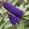 Generico BUDDLEJA Davidii MIDNIGHT Viola ALBERO DELLE FARFALLE in vaso 18 cm AMDGarden