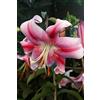 Flora Import 3 X Lilium Anastasia - Giglio Anastasia - Calibro Superiore