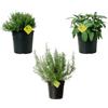 Plantì Kit Piante Aromatiche da Cucina - Rosmarino, Salvia e Timo | Set di Piante da Esterno e da Vaso | 3 Piante in Vaso da 19 cm